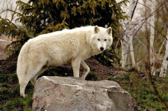 Картинка животные волки белый хищник