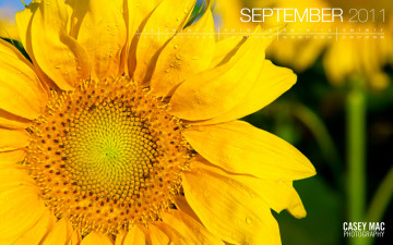 Картинка календари цветы желтый подсолнух