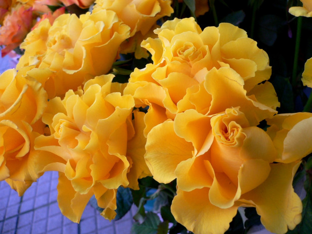 Обои картинки фото цветы, розы, много, желтый