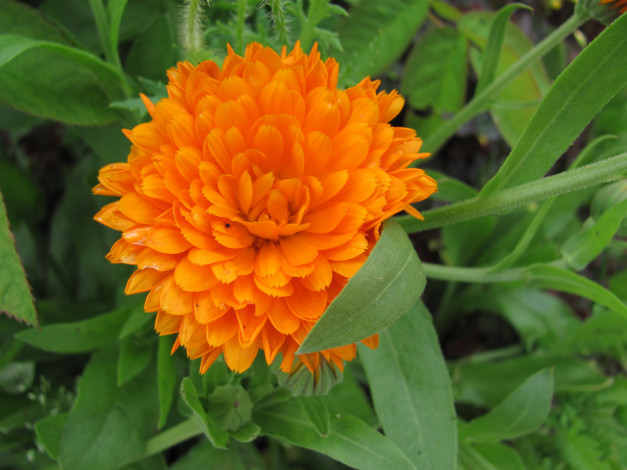 Обои картинки фото календула, цветы, оранжевый, цветок