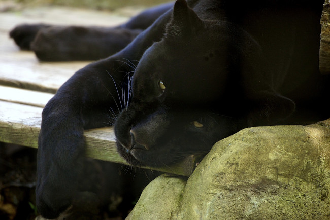 Обои картинки фото животные, пантеры, черный, отдых, хищник