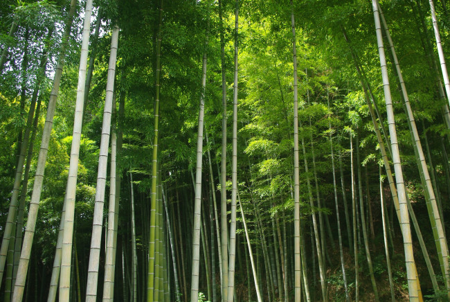 Обои картинки фото природа, лес, зелённый, листья, бамбук