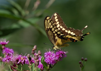 Картинка животные бабочки бабочка цветы