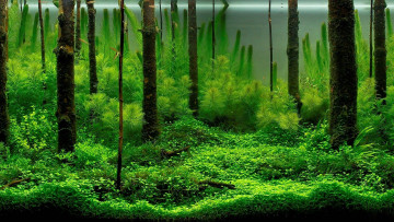 Картинка 3д графика nature landscape природа деревья трава лес