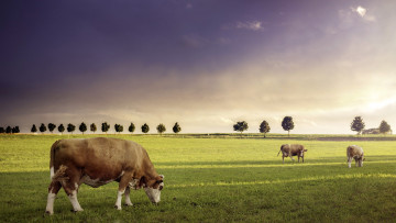 Картинка животные коровы буйволы скот лето поле