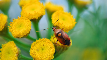 Картинка животные насекомые насекомое цветы