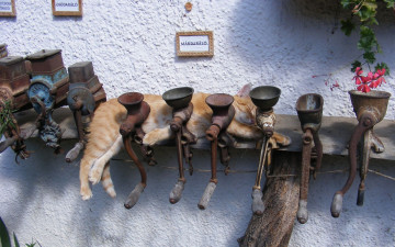 Картинка животные коты мясорубки рыжий