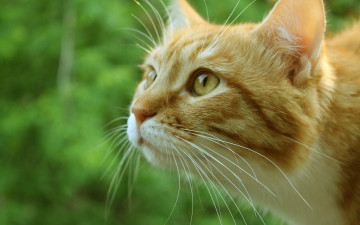 Картинка животные коты зелень макро морда рыжий