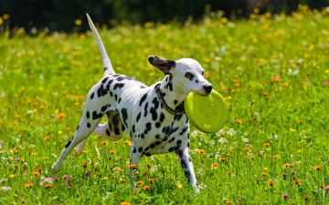 Картинка животные собаки собака далмантин лето