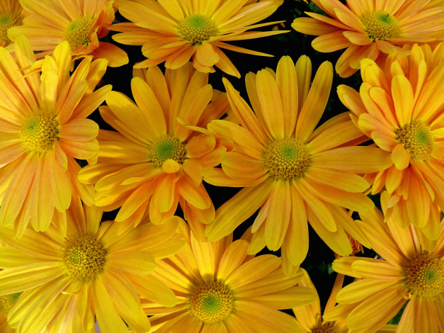 Обои картинки фото цветы, хризантемы, желтые, лепестки
