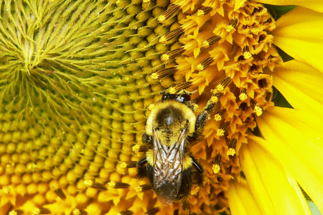 Обои картинки фото животные, пчелы, осы, шмели, подсолнух, пчела