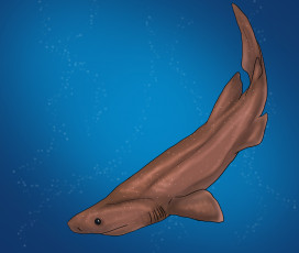 Картинка рисованные животные рыбы акула