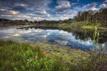 Картинка природа реки озера лес озеро тина цветы трава кусты