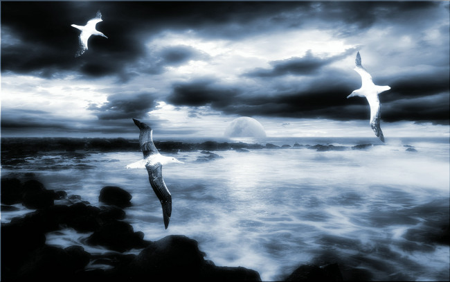Обои картинки фото 3д, графика, atmosphere, mood, атмосфера, настроения, море, чайки, камни, тучи