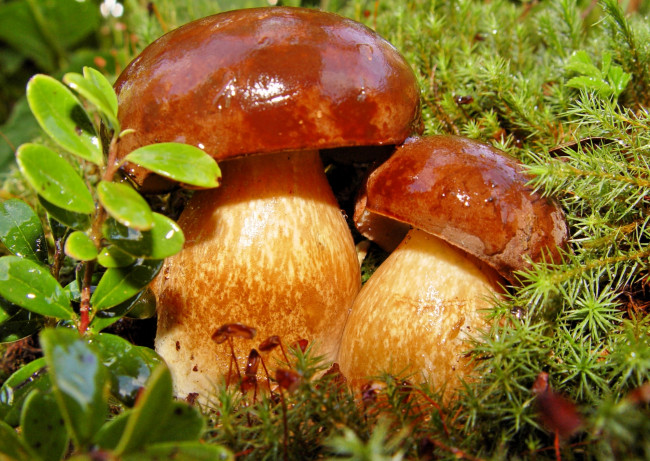 Обои картинки фото природа, грибы, парочка, боровики