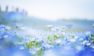 Картинка цветы немофилы +вероники немофила голубые лепестки поле размытость