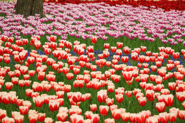 Обои картинки фото цветы, тюльпаны, парк, красные, оранжевые, синие, лепестки