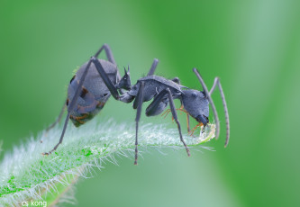 Картинка животные насекомые макро муравей травинка насекомое утро фон
