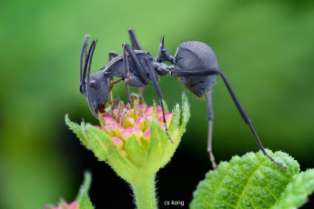 Картинка животные насекомые утро муравей фон насекомое