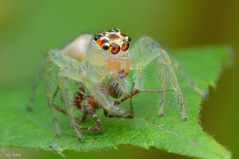 Картинка животные пауки макро фон паук