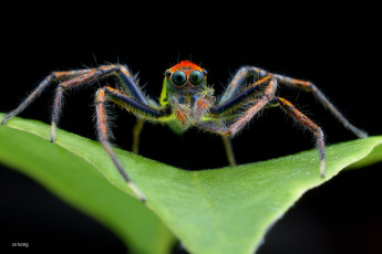 Картинка животные пауки паук лист макро