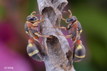 Картинка животные пчелы +осы +шмели макро улей осы