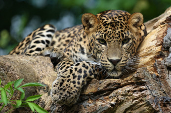 Картинка jaguar животные Ягуары ягуар