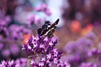Картинка животные бабочки +мотыльки +моли соцветие цветок бабочка