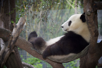 Картинка животные панды релакс дерево отдых панда
