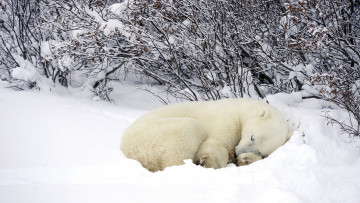 Картинка животные медведи медведь белый полярный отдых сон зима снег кусты