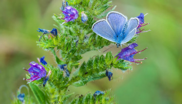 Картинка животные бабочки +мотыльки +моли цветок макро бабочка голубянка