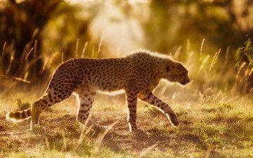 Картинка животные гепарды африка гепард дикая кошка