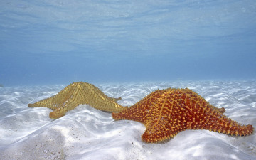Картинка животные морские+звёзды море вода песок дно морские звезды пара