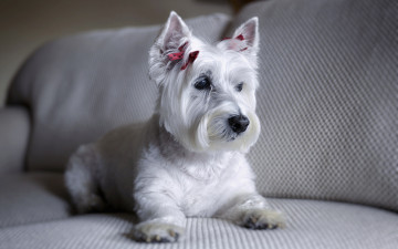 Картинка животные собаки собака диван вест-хайленд-уайт-терьер