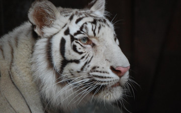 Картинка животные тигры тигр белый голова взгляд