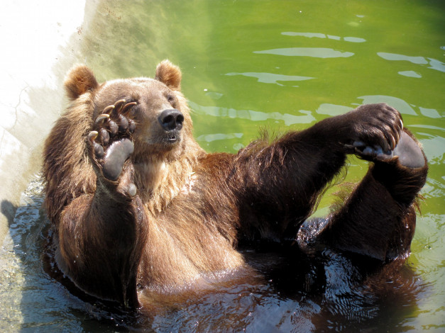 Обои картинки фото животные, медведи, бурый, медведь, вода, пятки