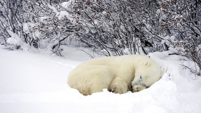 Обои картинки фото животные, медведи, медведь, белый, полярный, отдых, сон, зима, снег, кусты