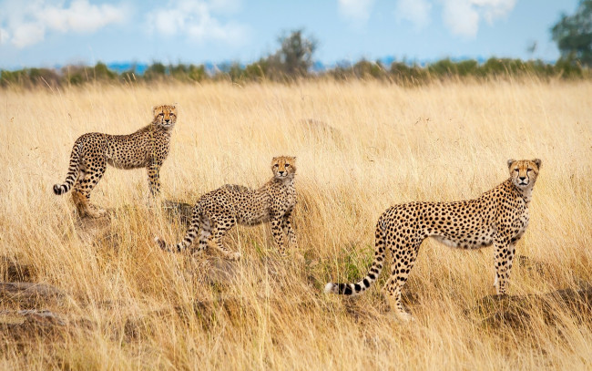 Обои картинки фото животные, гепарды, саванна, трио, троица, африка
