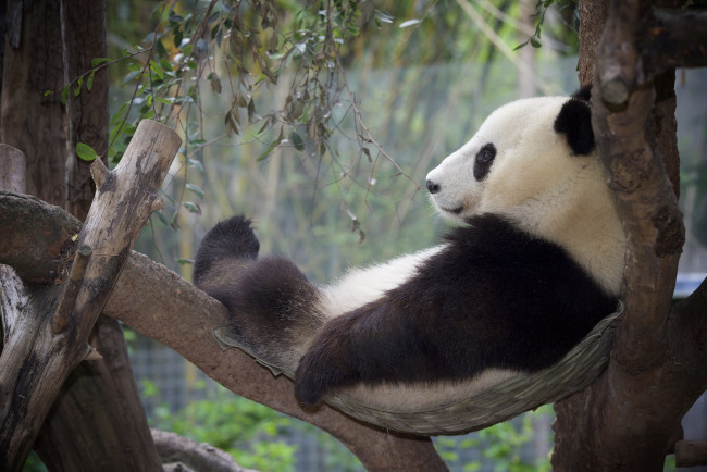 Обои картинки фото животные, панды, релакс, дерево, отдых, панда