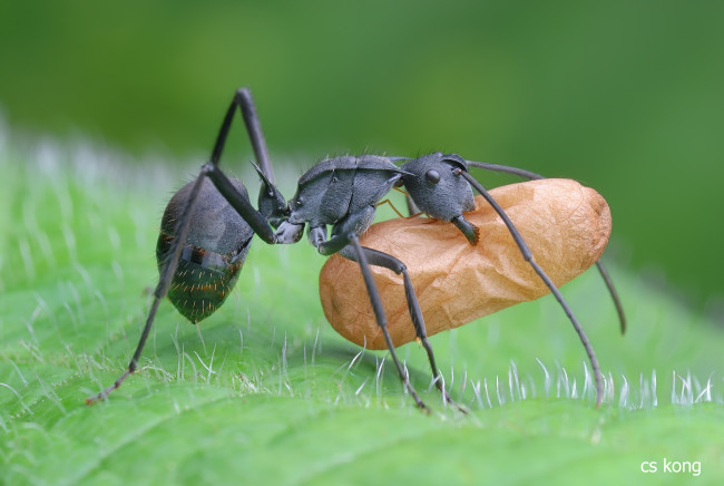 Обои картинки фото животные, насекомые, яйцо, лист, муравей, макро