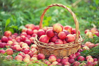Картинка еда Яблоки яблоки wicker many apples корзина лето