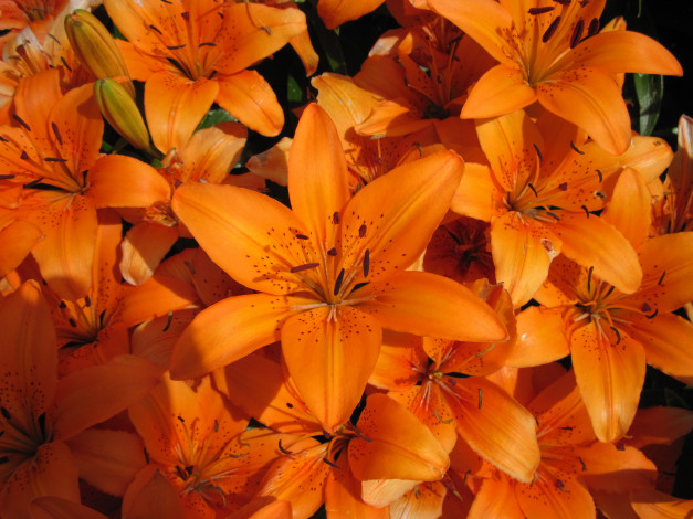 Обои картинки фото цветы, лилии,  лилейники, оранжевый