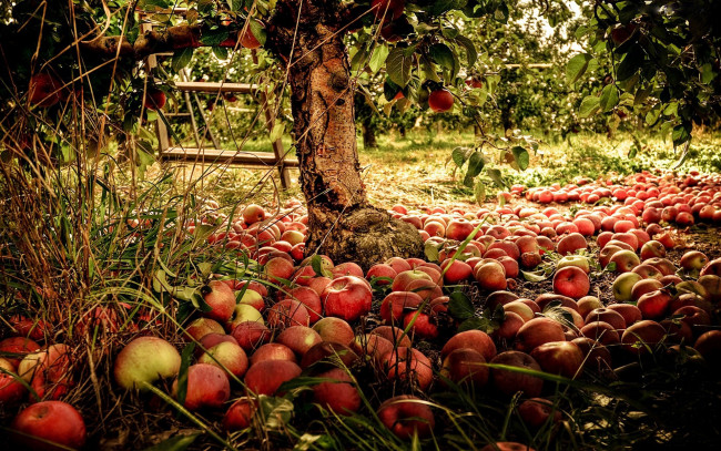 Обои картинки фото еда, Яблоки, дерево, яблоня, плоды, урожай, много