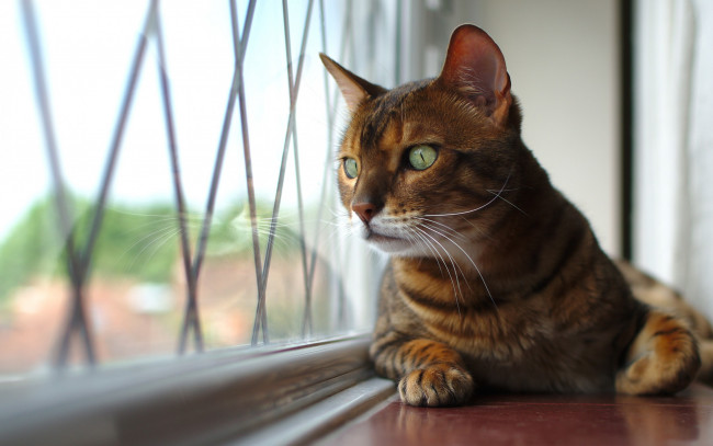 Обои картинки фото животные, коты, окно, глаза, взгляд, абиссинская, кошка