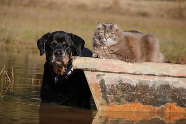 Обои картинки фото животные, разные вместе, кошка, собака, друзья, взгляд