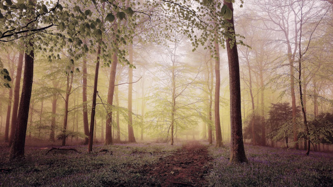 Обои картинки фото природа, лес, пейзаж, туман, деревья