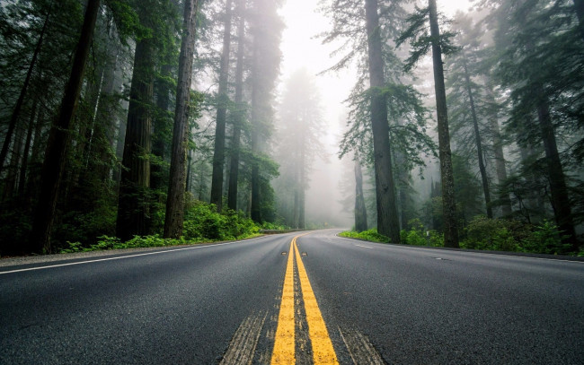 Обои картинки фото природа, дороги, туман, красиво, лес, дорога