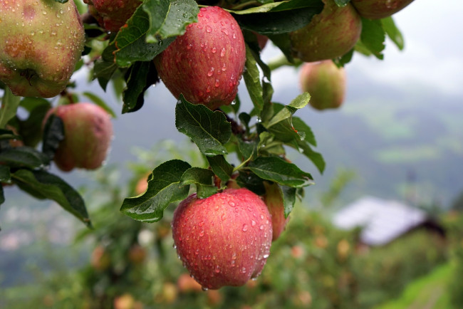 Обои картинки фото природа, плоды, лето, капли, дождь, яблоки