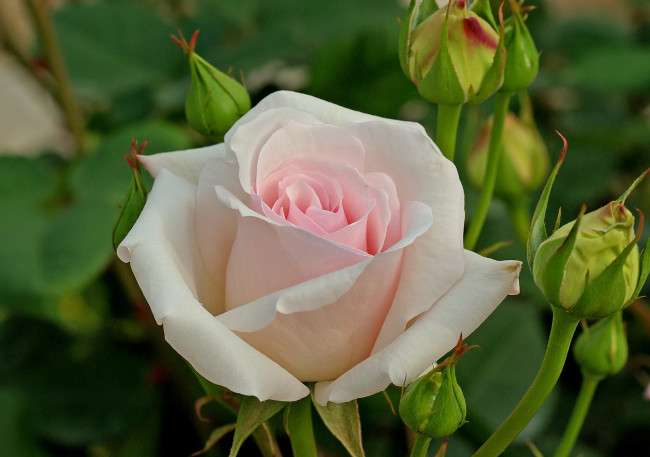 Обои картинки фото ophelia hybrid tea rose, цветы, розы, ophelia, hybrid, tea, rose