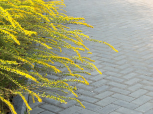 Картинка цветы желтые тротуар